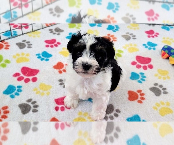 Medium Photo #5 Havashire Puppy For Sale in ORO VALLEY, AZ, USA