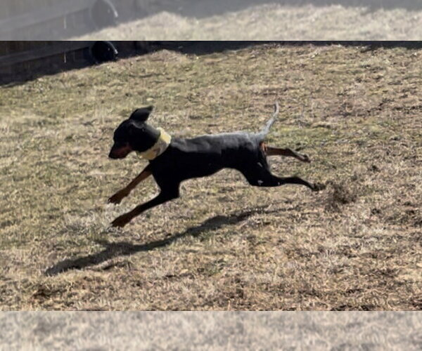 Medium Photo #13 Doberman Pinscher Puppy For Sale in Minneaoplis, MN, USA