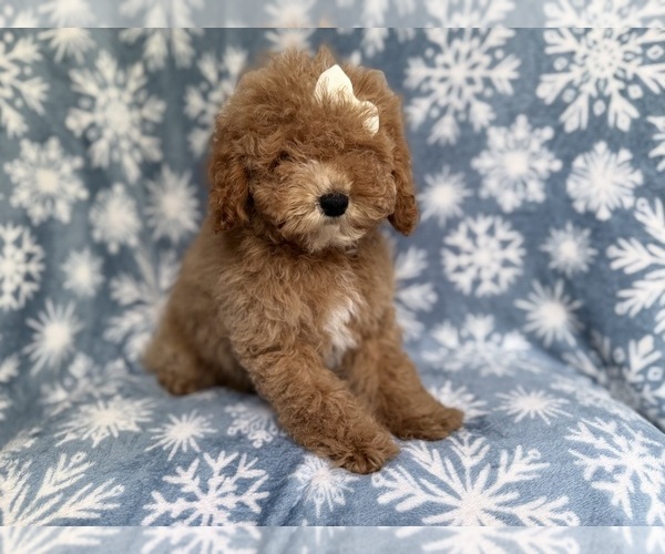 Medium Photo #8 Cock-A-Poo Puppy For Sale in LAKELAND, FL, USA