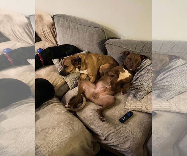 Medium Photo #8 Labrador Retriever-Unknown Mix Puppy For Sale in Doylestown, PA, USA