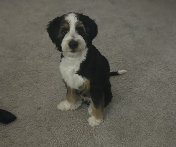Medium Photo #4 Bernedoodle (Miniature) Puppy For Sale in ALEDO, TX, USA