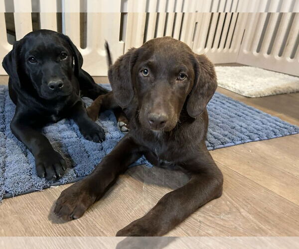 Medium Photo #4 Labrador Retriever Puppy For Sale in Clovis, CA, USA