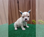 Small Photo #6 French Bulldog Puppy For Sale in ADAMS CITY, CO, USA