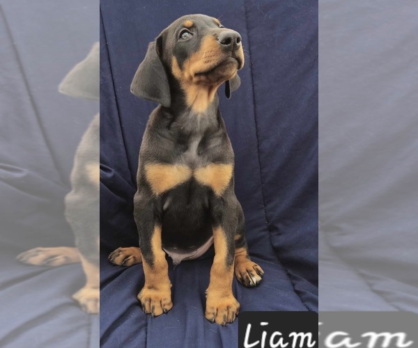 Medium Photo #1 Doberman Pinscher Puppy For Sale in POMEROY, OH, USA