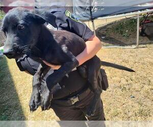 Labrador Retriever-Unknown Mix Dogs for adoption in San Antonio, TX, USA