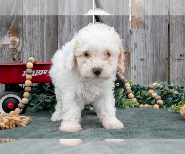 Medium Photo #3 Poodle (Toy) Puppy For Sale in HOWE, IN, USA