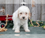 Small #2 Poodle (Toy)
