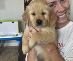 Small #4 Golden Retriever