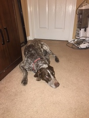 Father of the German Shorthaired Pointer puppies born on 05/09/2018