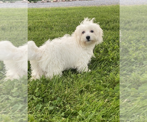 Medium Photo #4 Coton de Tulear Puppy For Sale in CANOGA, NY, USA