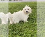 Small #3 Coton de Tulear