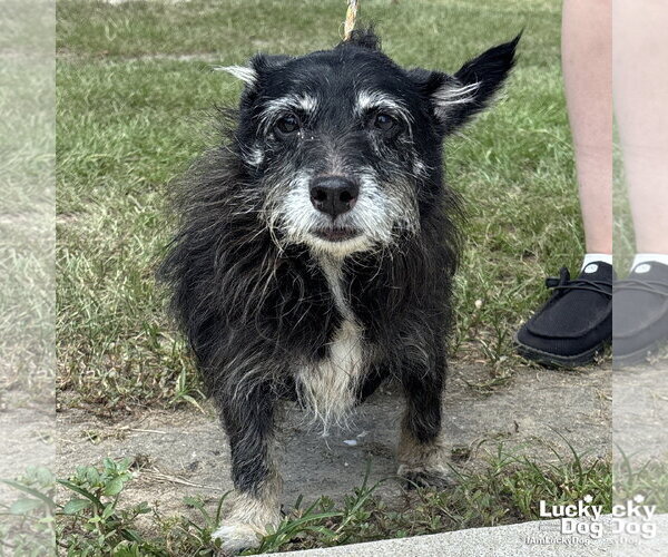 Medium Photo #2 Mutt Puppy For Sale in Washington, DC, USA