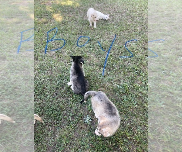 Medium Photo #9 Siberian Husky Puppy For Sale in HILLISTER, TX, USA