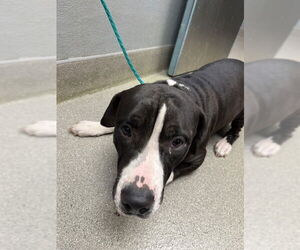 American Pit Bull Terrier-Unknown Mix Dogs for adoption in Las Vegas, NV, USA