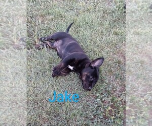 Bo-Dach Puppy for sale in TRIBUNE, KS, USA