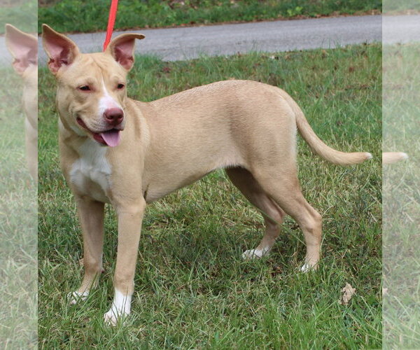 Medium Photo #1 Labrador Retriever-Unknown Mix Puppy For Sale in Prattville, AL, USA