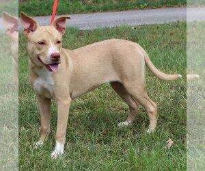 Labrador Retriever-Unknown Mix Dogs for adoption in Prattville, AL, USA
