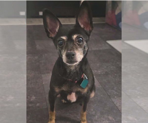 Medium Photo #3 Chihuahua-Unknown Mix Puppy For Sale in Clarkston, MI, USA