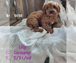 Puppy Lily Cavapoo