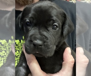 Cane Corso-Daniff Mix Puppy for sale in WARSAW, IN, USA