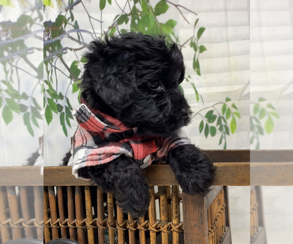 Medium Photo #5 Yorkipoo Puppy For Sale in SELLERSBURG, IN, USA