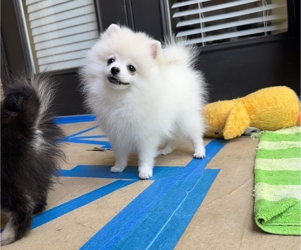 Medium Photo #7 Pomeranian Puppy For Sale in LOGANVILLE, GA, USA