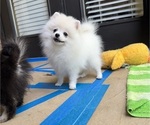 Pomeranians - Male Pomeranian Puppy for Sale - Photo #7