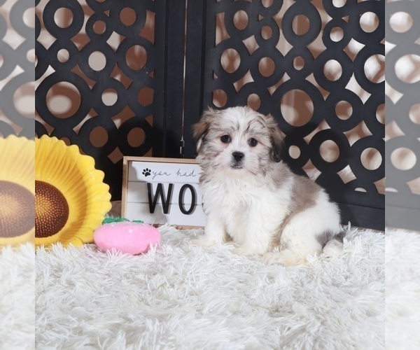 Medium Photo #3 Zuchon Puppy For Sale in MOUNT VERNON, OH, USA