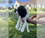 Puppy Daphne English Springer Spaniel
