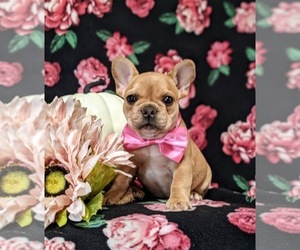 French Bulldog Puppy for sale in NOTTINGHAM, PA, USA