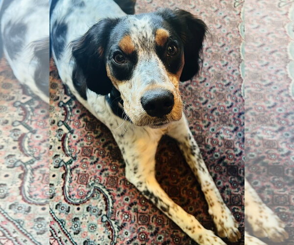 Medium Photo #1 English Setter-Unknown Mix Puppy For Sale in Germantown, OH, USA