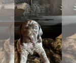 Puppy Female Brown German Shorthaired Pointer