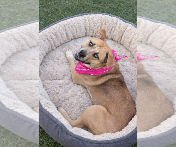 Medium Photo #3 Mutt Puppy For Sale in Euless, TX, USA