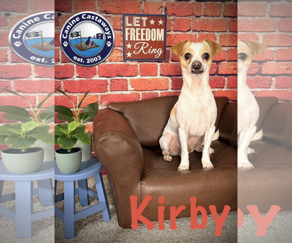 Medium Photo #2 Chihuahua-Unknown Mix Puppy For Sale in Arcadia, FL, USA