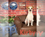 Small #1 Chihuahua Mix