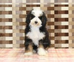 Small #2 Bernedoodle (Miniature)