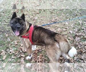 Father of the Akita puppies born on 07/09/2020