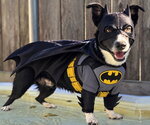 Atlas - Male Border Collie Dog for Adoption - Small photo