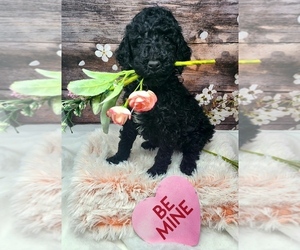 Poodle (Standard) Puppy for sale in SELINSGROVE, PA, USA