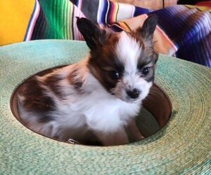 Papillon Litter for sale in FREWSBURG, NY, USA