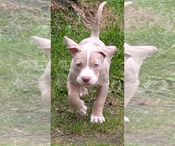 Medium Photo #9 American Bully Puppy For Sale in COUDERSPORT, PA, USA