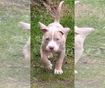 Small #8 American Bully