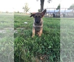 Small Photo #8 German Shepherd Dog Puppy For Sale in LAUREL, IN, USA