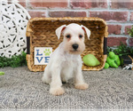 Small #4 Schnauzer (Miniature)