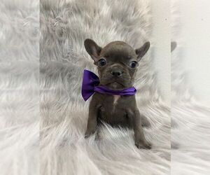 French Bulldog Puppy for sale in CHARLESTON, SC, USA
