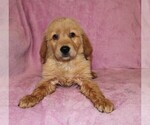 Small #9 Golden Retriever