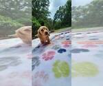 Small #3 Dachshund