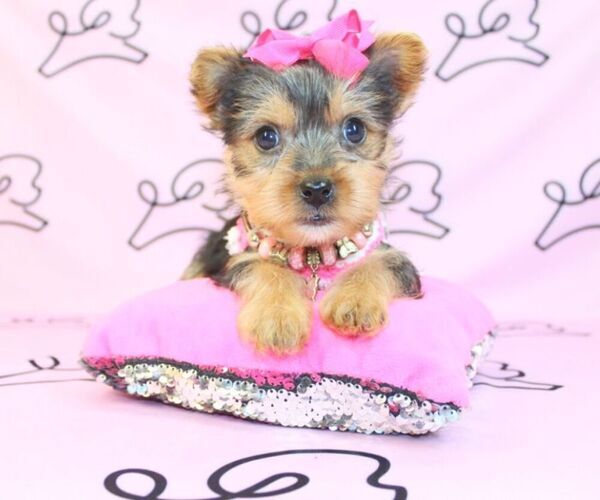 Medium Photo #27 Yorkshire Terrier Puppy For Sale in LAS VEGAS, NV, USA