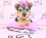 Small Photo #27 Yorkshire Terrier Puppy For Sale in LAS VEGAS, NV, USA