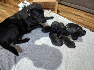 Mother of the Labrador Retriever puppies born on 12/26/2017
